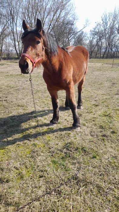 De vanzare,manza de 3 ani