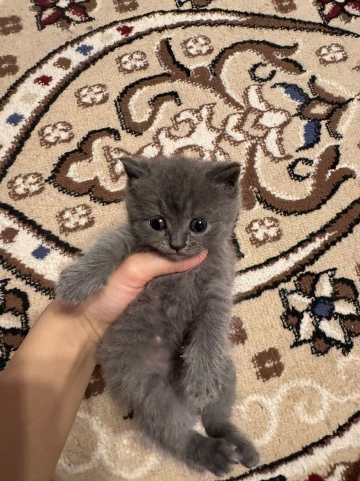 Британские вислаухие котята