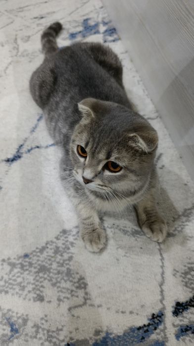 Скоттиш фолд Мушуги сотилади 1.5 ёш, (Blue Silver) Scottish Fold