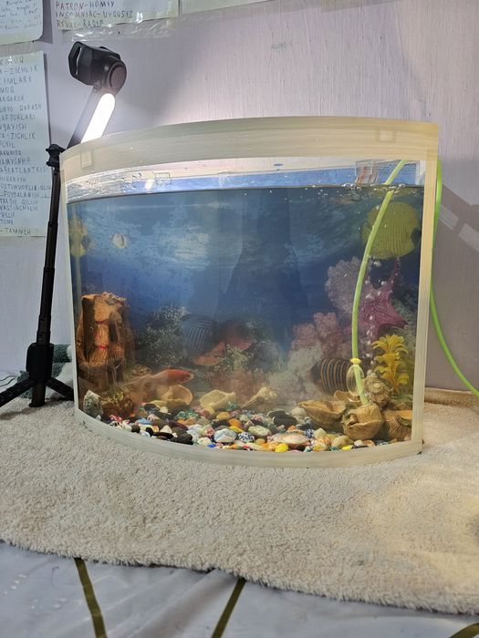 Аквариум для искусства