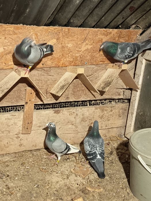 Porumbei voiajori viteza, maraton