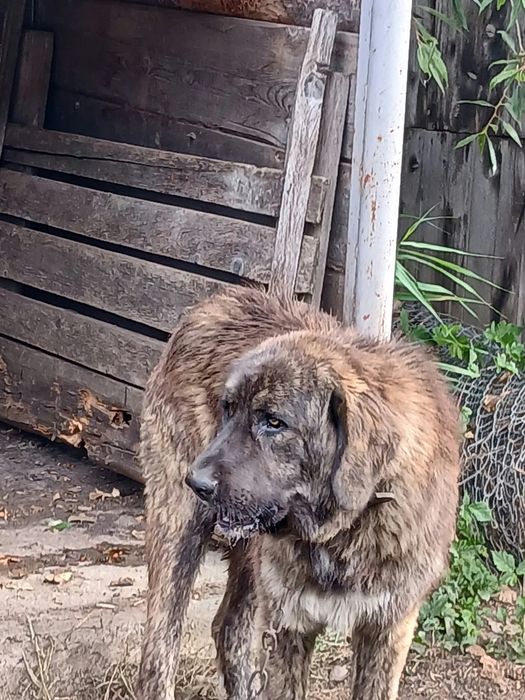 Câine ciobănesc de oi