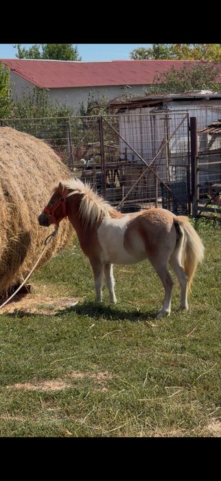 Poneiță de vanzare