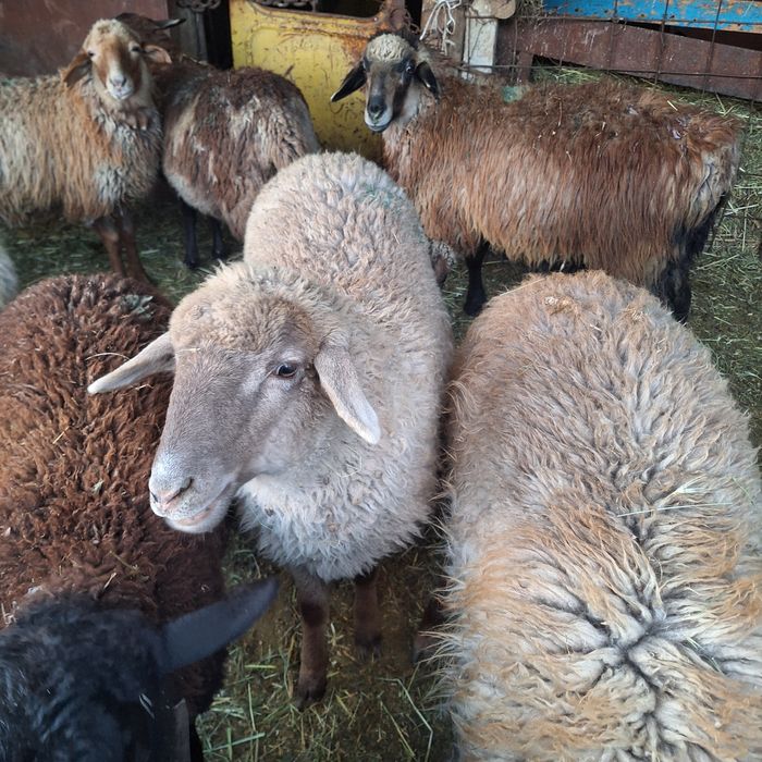Продам токты овец кой