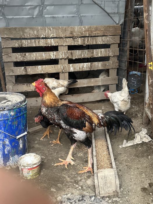 Дакан кораз 1,5 жас