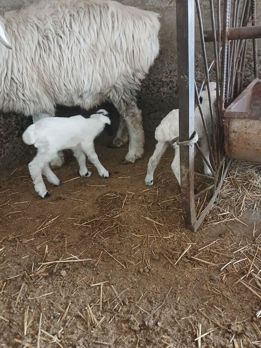 Egiz qoʻylar sotiladi