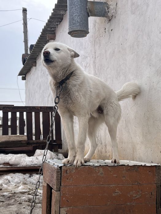 Лайка чисткровный