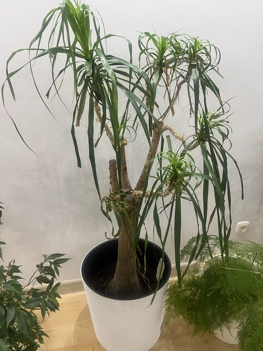 Офисные цветы по 80000