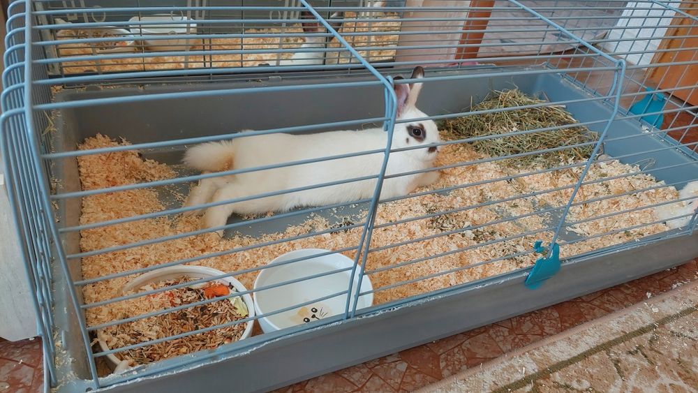 Кролик с клеткой