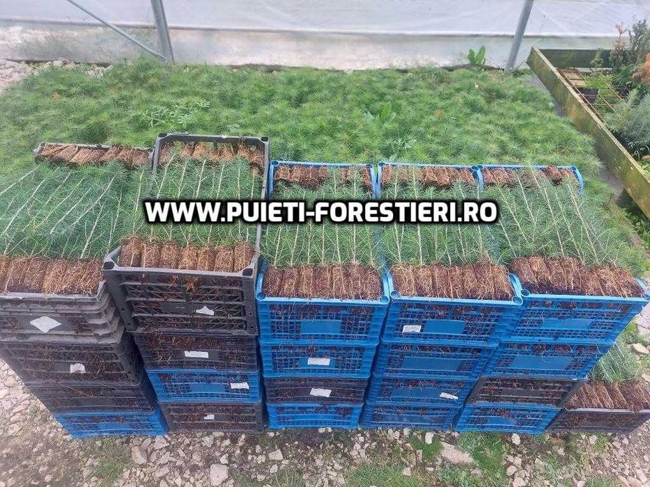 Puieti containerizati molid (Picea abies) apti de plantat