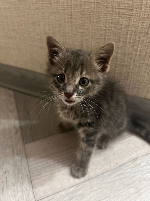 Котёнок домашний