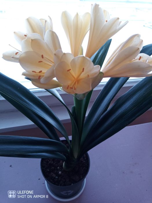 Продавам жълта кливия. Алое Arborescens и Алое Barbadensis