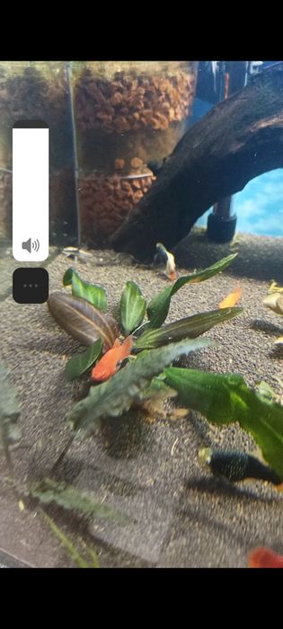 Продаётся аквариумные растения