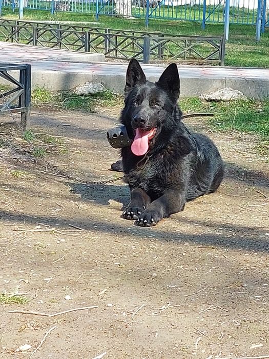 Немецкая овчарка для вязки