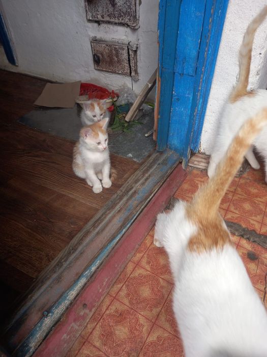 Отдам котят бесплатно мальчики