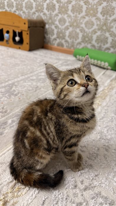Котенок 3 месяцев