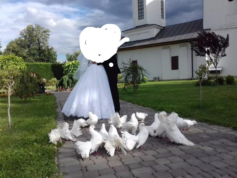 Porumbei pentru evenimente nunti