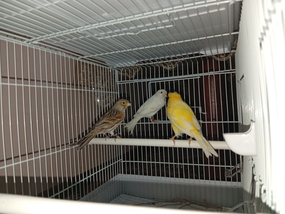 канарека сотилади