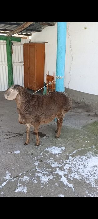 Қошқар 9 айлық  сатылады