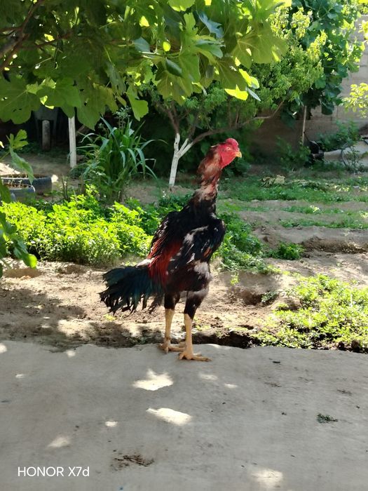 Dakang huroz toza zot