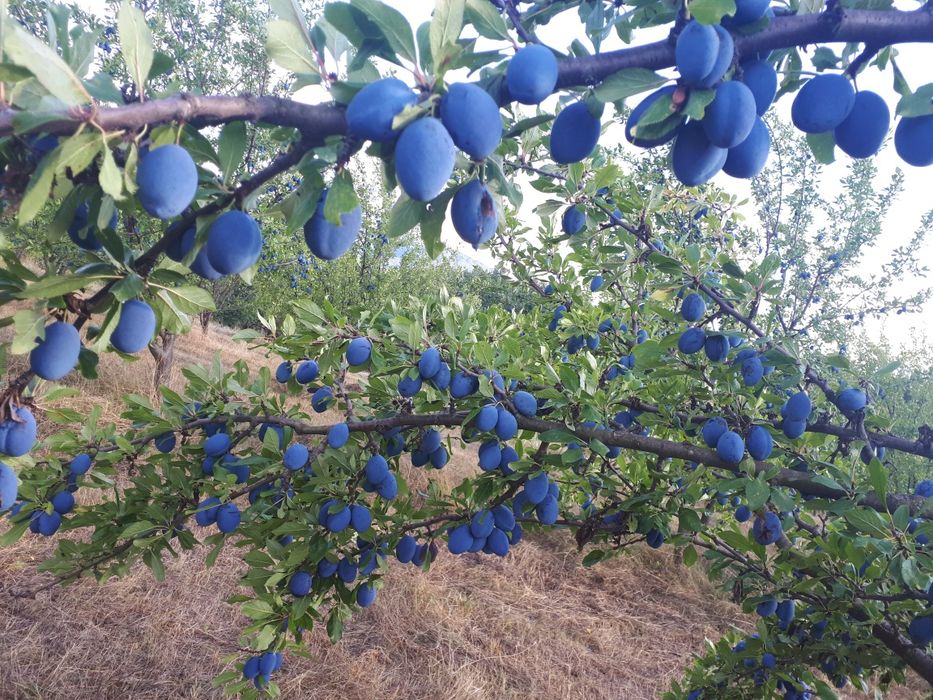 Продава се Сливова овощна градина