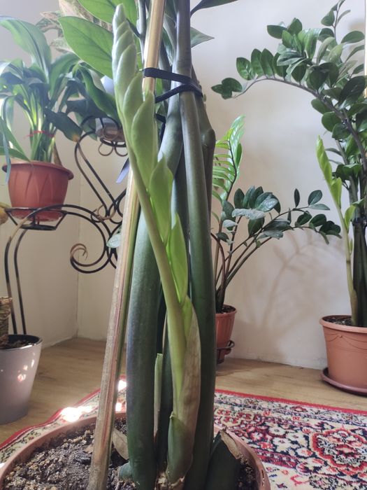 Долларовое дерево.