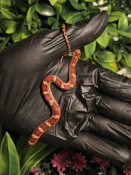 Маисовые полозы морфы blood red