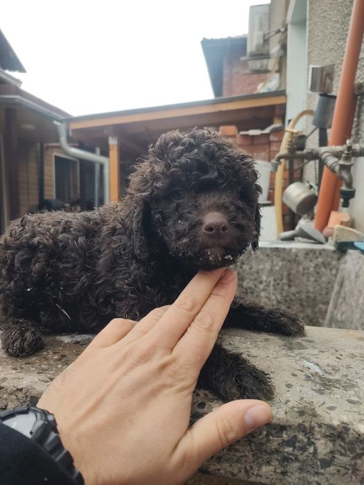 Лагото Романьол гр. Монтана