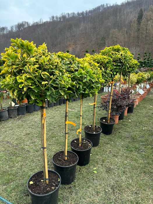 Plante Verzi pentru Amenajări Peisagistice Profesionale