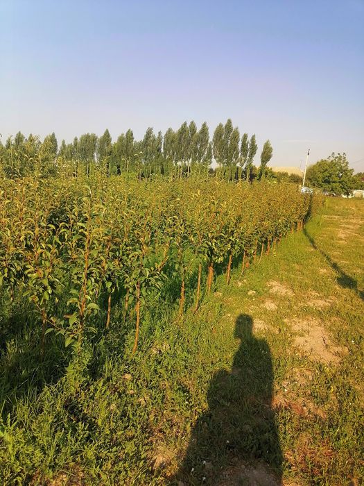 Мевали дарахтлар кучатлари