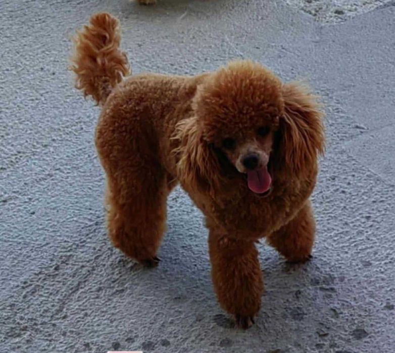 Той пудел бебета от родословни родители