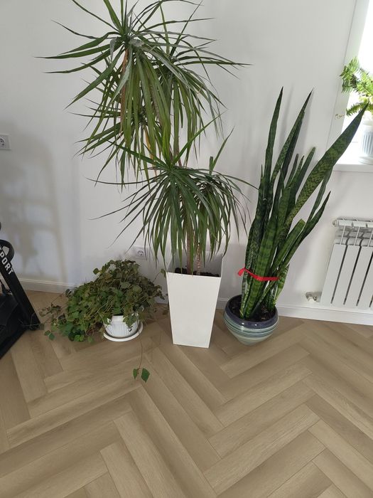 Продаю домашние цветы