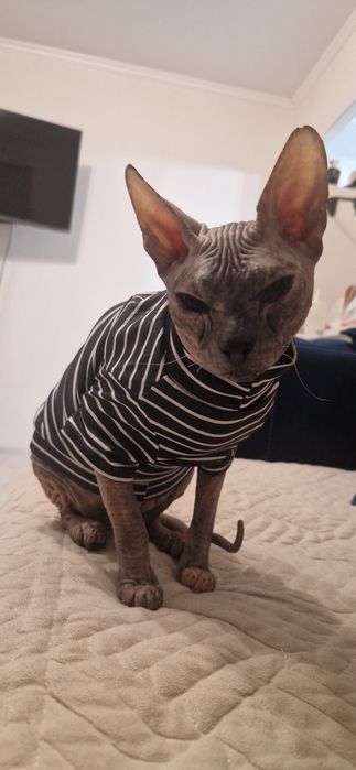 Отдам кошечку в добрые руки