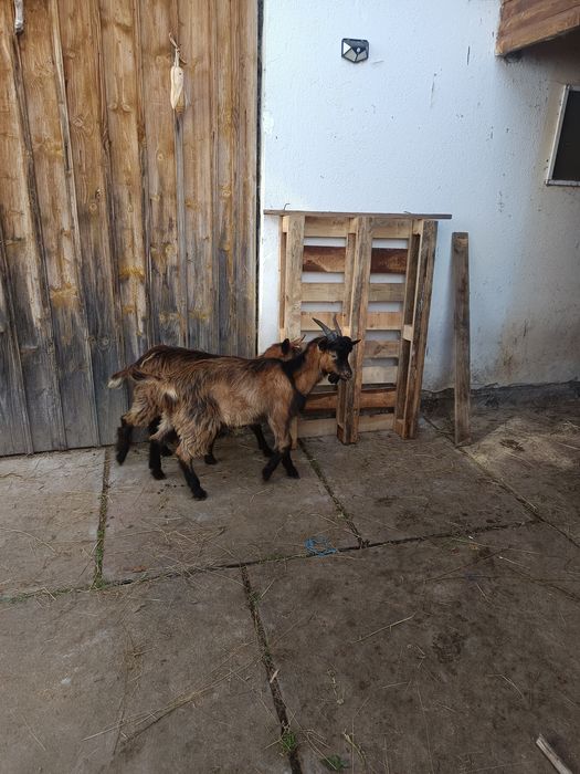 De vanzare alpini francez