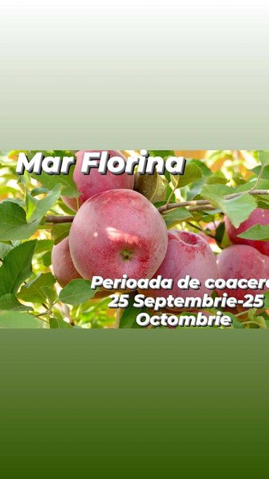 Pomi fructiferi altoiti