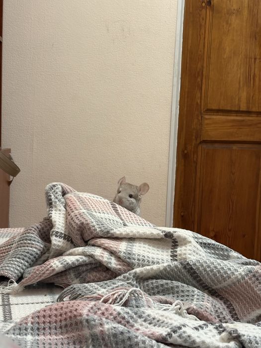 Продаётся шиншилла
