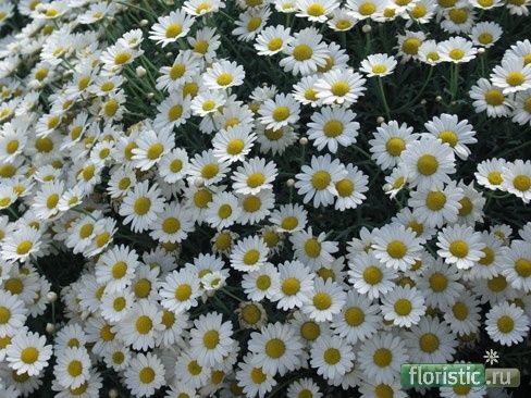 Неприхотливые и красивые