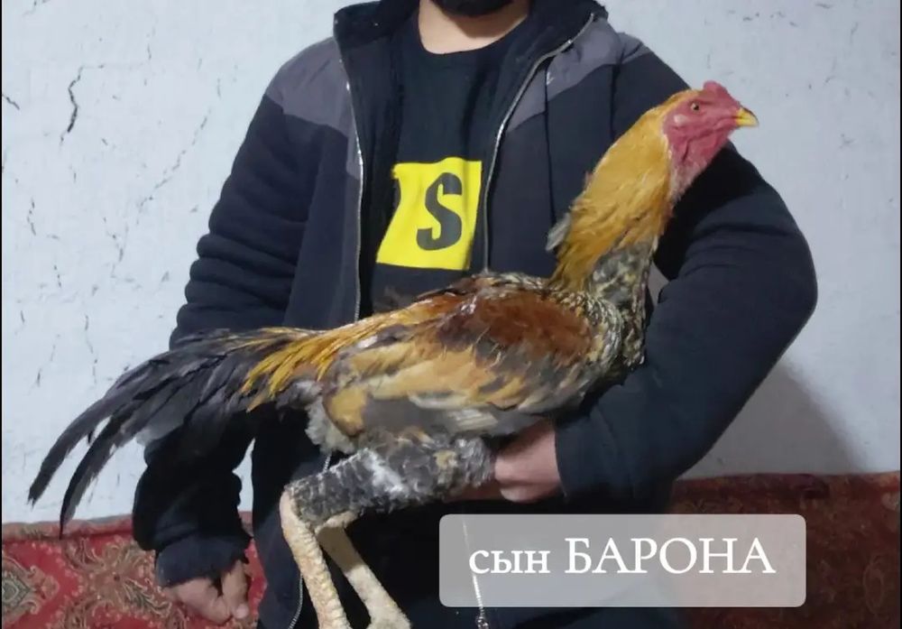 Молодой дакан петух на продаже