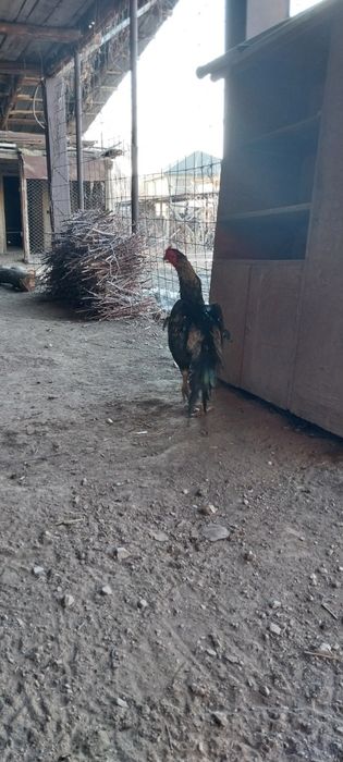 Дакан курица и петух