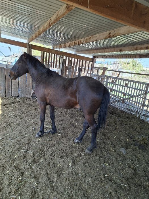 Семіз айғыр,Жырный Жеребец.