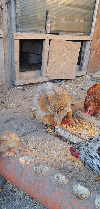 Vând oua de incubat