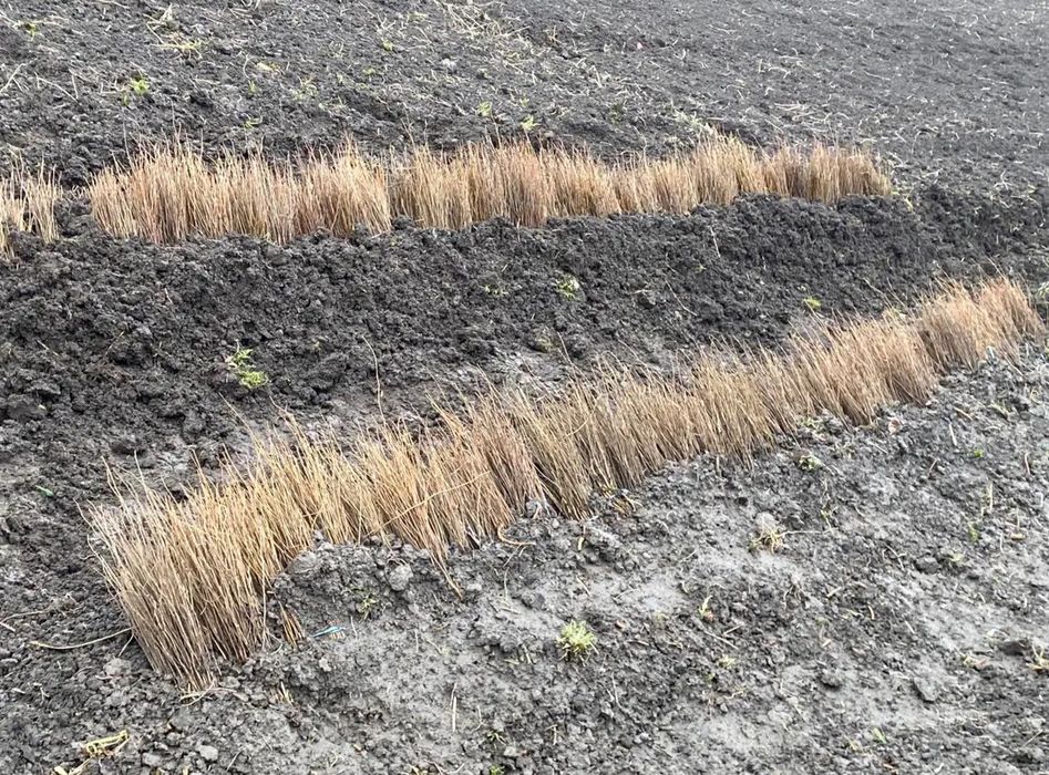 Vând puieți oferta generoasă