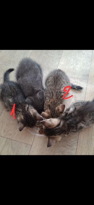 Отдам котят бесплатно