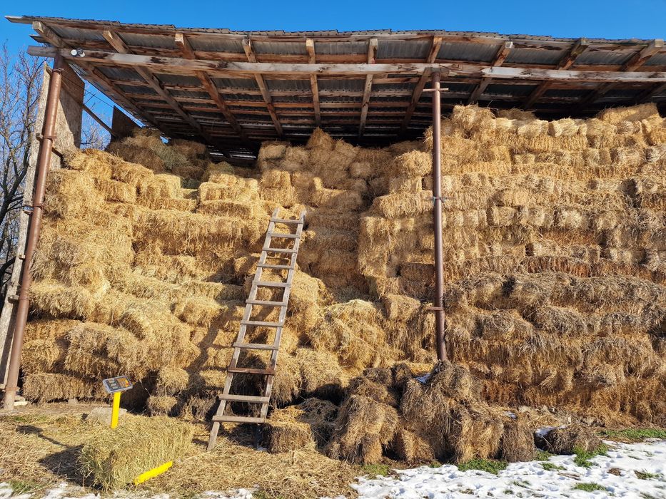 Baloți de lucernă – calitate superioară