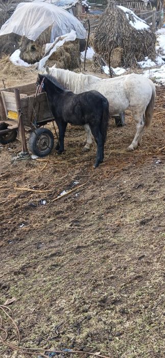 Iapa cu manz de vanzare