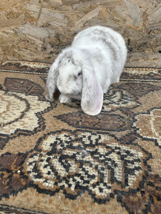 Iepuri berbec german