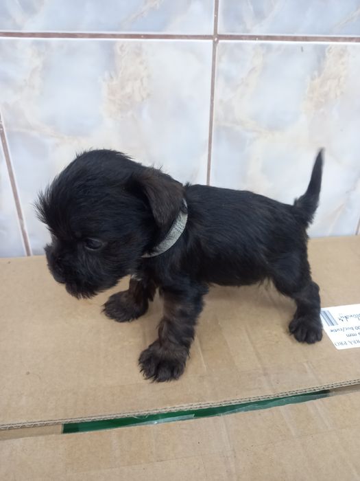 Shnauzer pitic negru