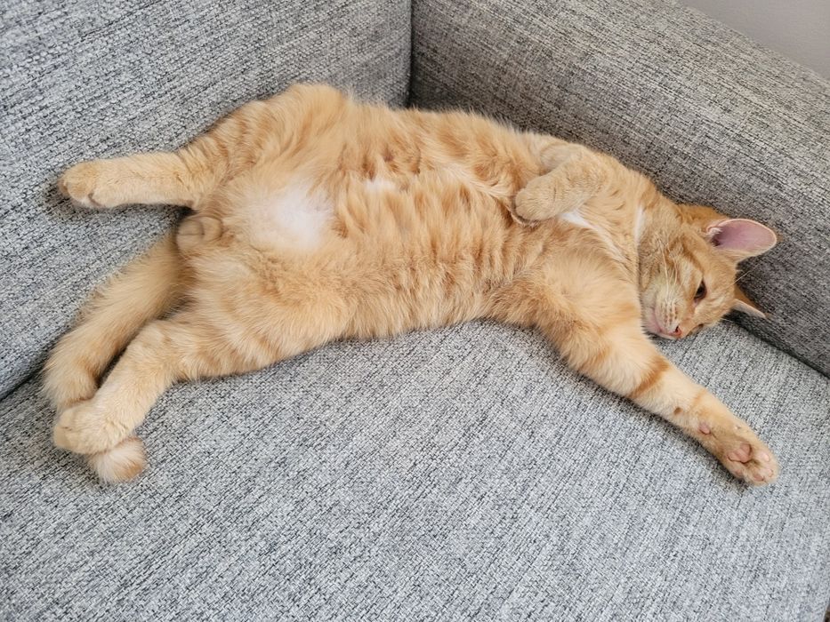 Кот ищет любящую семью