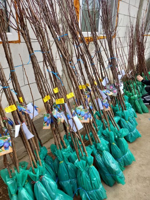 Pomi Fructiferi Ambalați Certificați Pentru Revânzare