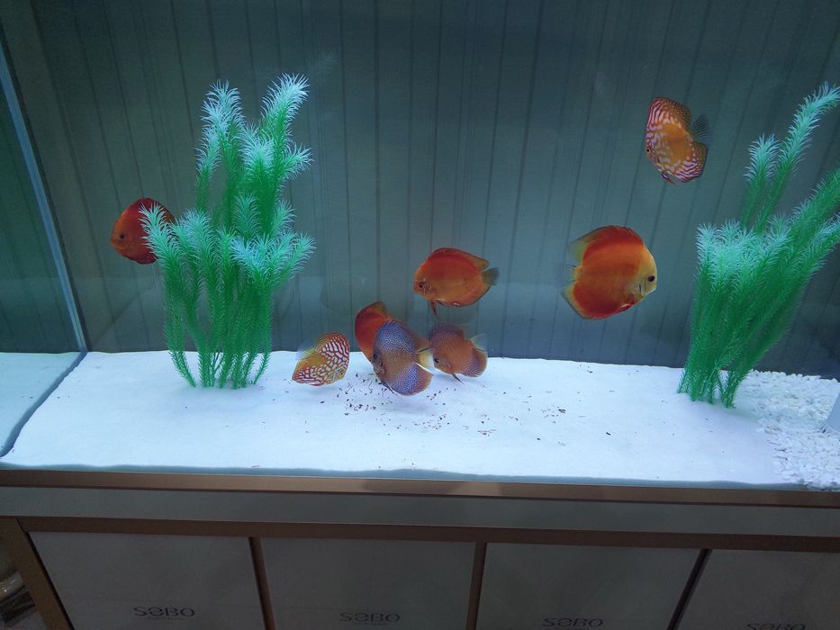 Продаются рыбки дискус/ балик сотилади